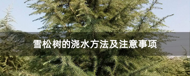 雪松树的浇水方法及注意事项 雪松树的浇水方法及注意事项
