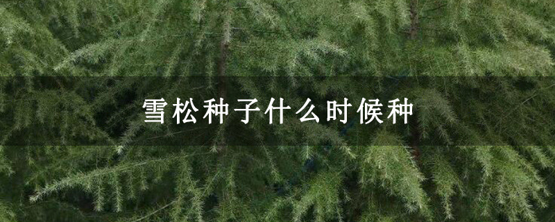 雪松种子什么时候种 雪松种子什么时候种