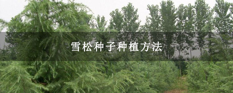 雪松苗木基地 雪松苗木基地