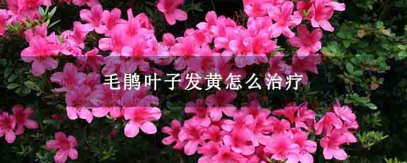毛鹃叶子发黄怎么治疗 毛鹃叶子发黄怎么治疗