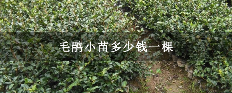 毛鹃小苗多少钱一棵 毛鹃小苗多少钱一棵