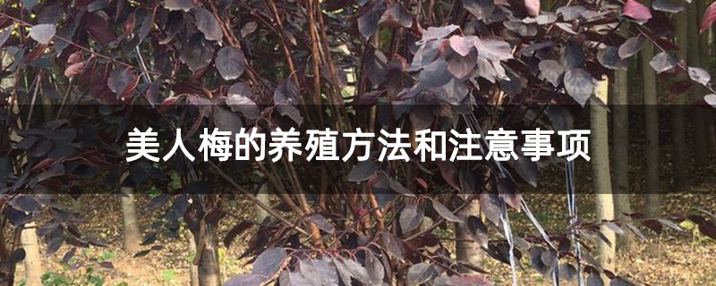 美人梅的养殖方法和注意事项 美人梅的养殖方法和注意事项