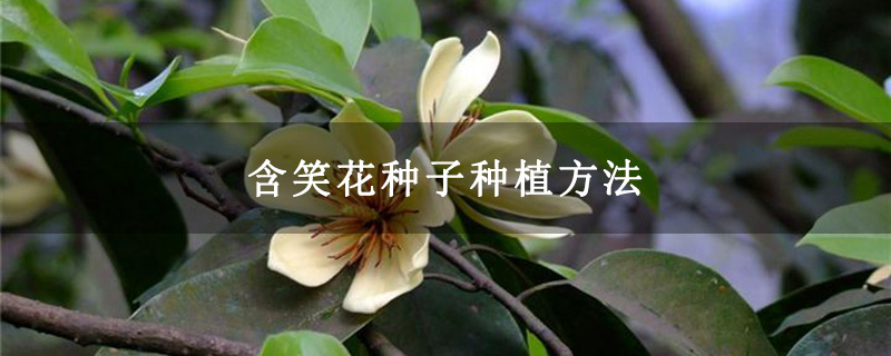 含笑花种子种植方法 含笑花种子种植方法