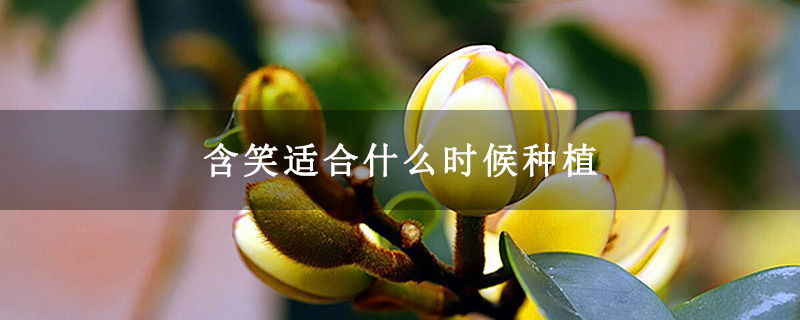 含笑适合什么时候种植 含笑适合什么时候种植