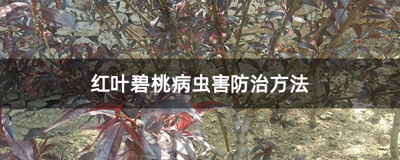 红叶碧桃病虫害防治方法 红叶碧桃病虫害防治方法