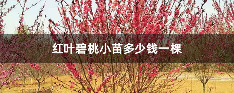 红叶碧桃小苗多少钱一棵 红叶碧桃小苗多少钱一棵