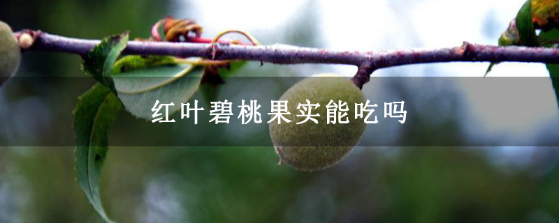 红叶碧桃果实能吃吗 红叶碧桃果实能吃吗