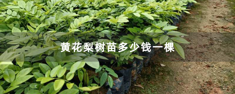 黄花梨树苗多少钱一棵 黄花梨树苗多少钱一棵