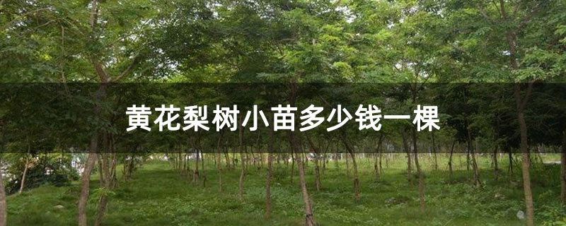 黄花梨树小苗多少钱一棵 黄花梨树小苗多少钱一棵