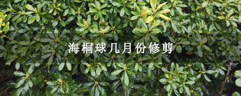 海桐球几月份修剪 海桐球几月份修剪
