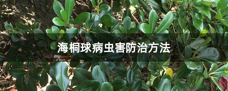 海桐球病虫害防治方法 海桐球病虫害防治方法