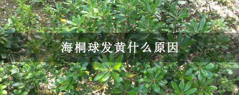 海桐球发黄什么原因