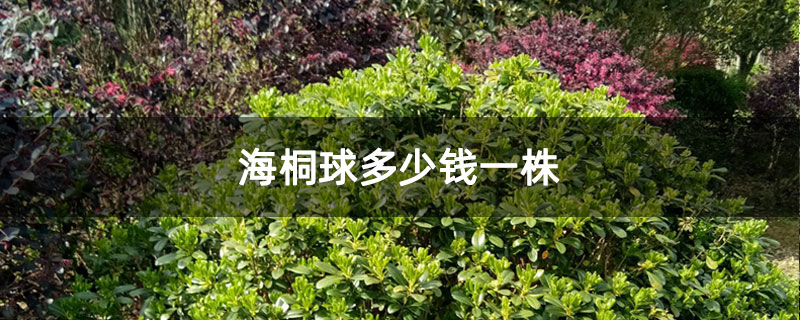 海桐球多少钱一株 海桐球多少钱一株