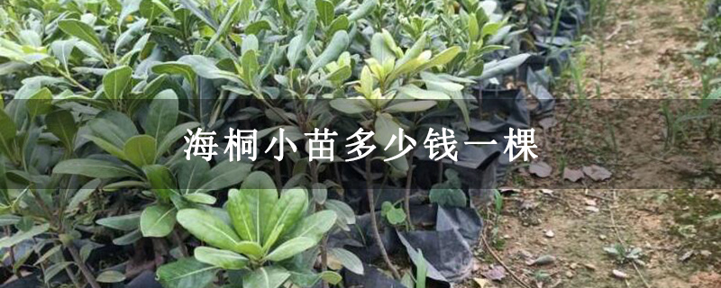 海桐小苗多少钱一棵 海桐小苗多少钱一棵