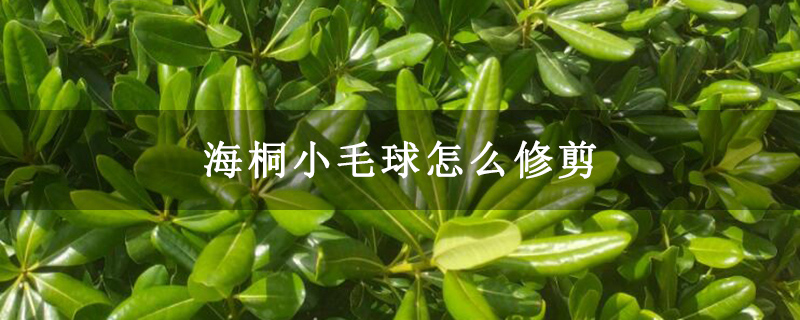 海桐小毛球怎么修剪 海桐小毛球怎么修剪