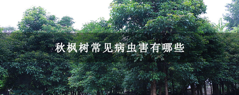 秋枫树常见病虫害有哪些 秋枫树常见病虫害有哪些