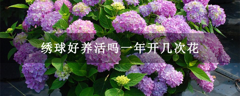 绣球好养活吗一年开几次花 绣球好养活吗一年开几次花