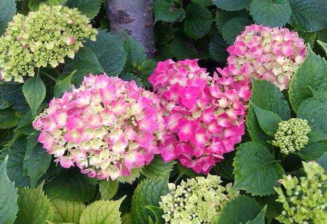 绣球花 绣球花