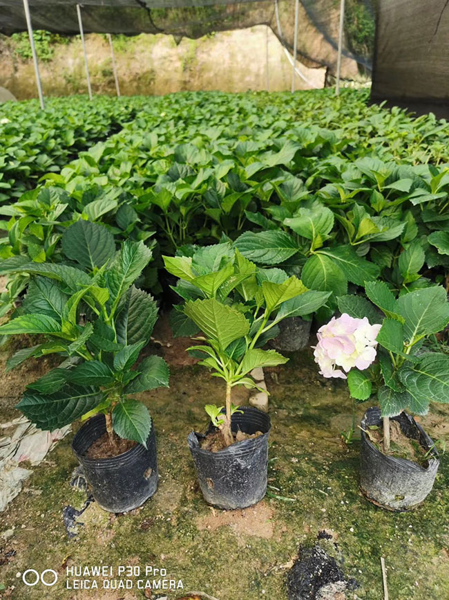 绣球花 绣球花