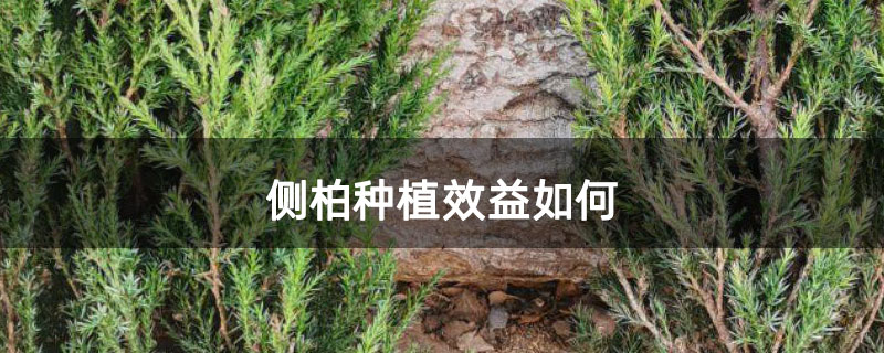 侧柏种植效益如何
