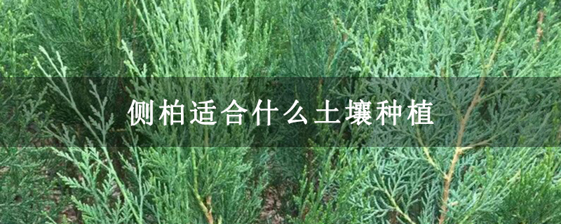 侧柏适合什么土壤种植 侧柏适合什么土壤种植