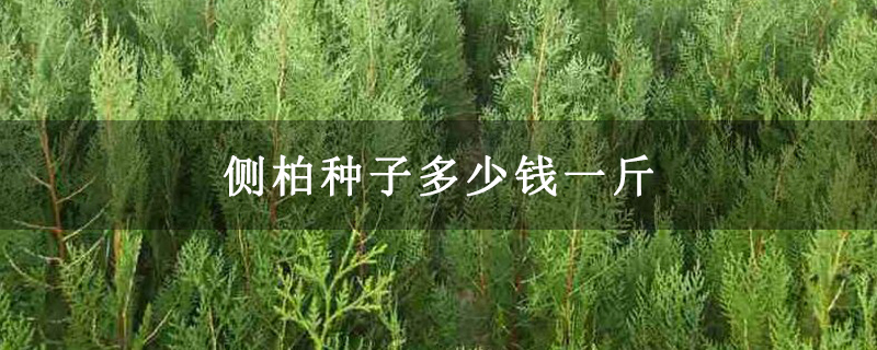 侧柏种子多少钱一斤 侧柏种子多少钱一斤