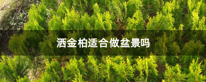 洒金柏适合做盆景吗 洒金柏适合做盆景吗