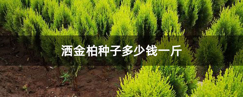 洒金柏种子多少钱一斤 洒金柏种子多少钱一斤