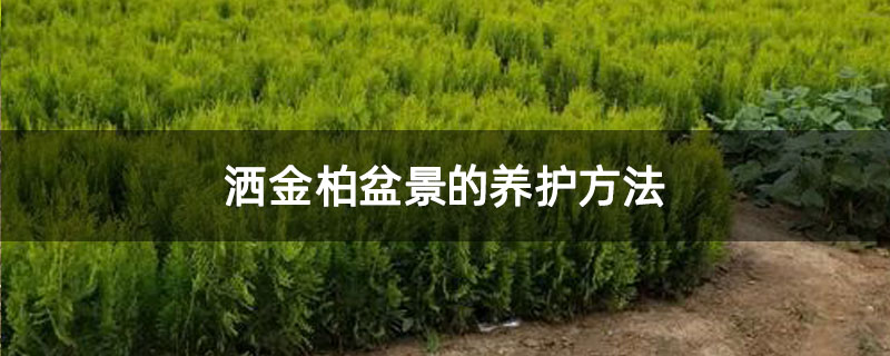 洒金柏盆景的养护方法 洒金柏盆景的养护方法