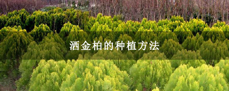 洒金柏的种植方法 洒金柏的种植方法