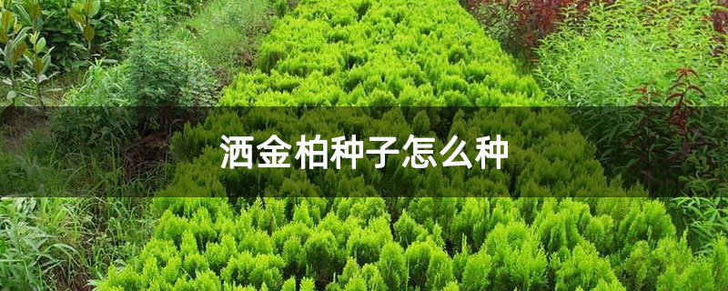 洒金柏种子怎么种 洒金柏种子怎么种