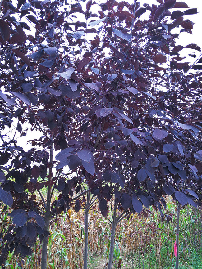 紫叶稠李种子几月播种最好?紫叶稠李播种技术