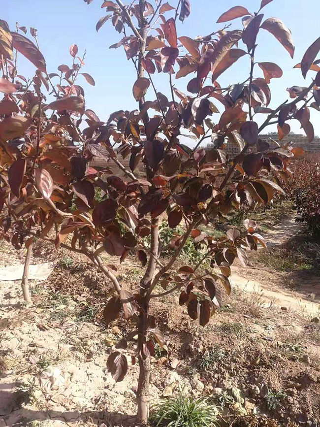 紫叶稠李什么时间种植?紫叶稠李种植技术