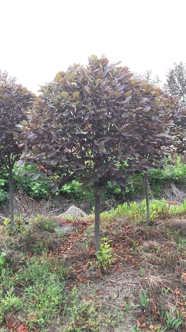紫叶稠李什么时间种植?紫叶稠李种植技术 紫叶稠李什么时间种植?紫叶稠李种植技术