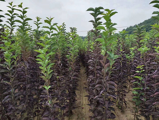 紫叶稠李花语是什么?紫叶稠李花语寓意和象征 紫叶稠李花语是什么?紫叶稠李花语寓意和象征