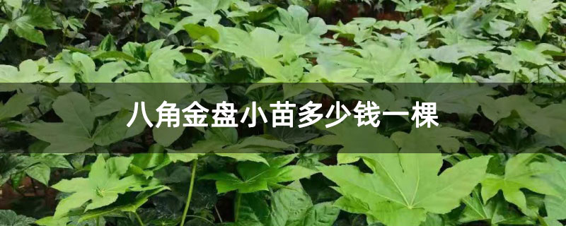 八角金盘小苗多少钱一棵 八角金盘小苗多少钱一棵
