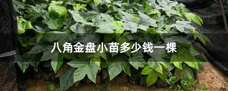 八角金盘小苗多少钱一棵 八角金盘小苗多少钱一棵