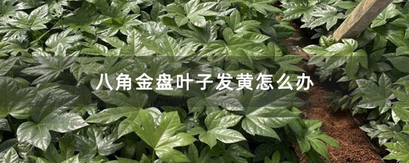 八角金盘叶子发黄怎么办 八角金盘叶子发黄怎么办