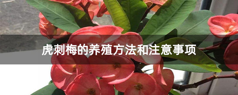 虎刺梅的养殖方法和注意事项 虎刺梅的养殖方法和注意事项