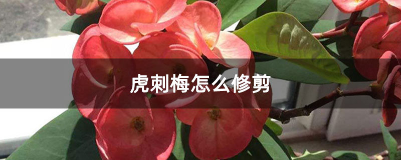 1617589952858149.jpg 虎刺梅怎么修剪.jpg
