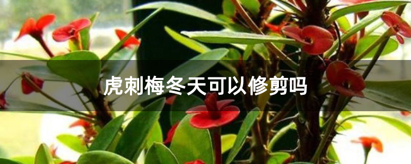 虎刺梅冬天可以修剪吗 虎刺梅冬天可以修剪吗