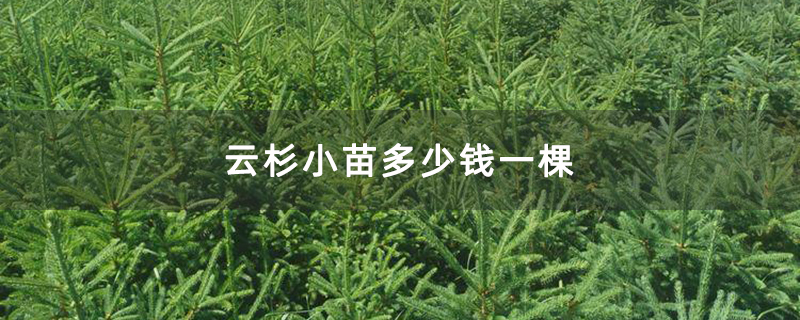 云杉小苗多少钱一棵 云杉小苗多少钱一棵