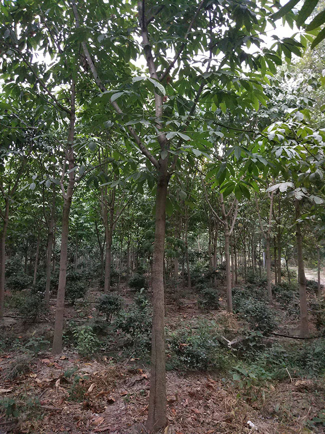 七叶树苗木价格多少钱一棵?七叶树种植方法和注意事项 七叶树苗木价格多少钱一棵?七叶树种植方法和注意事项