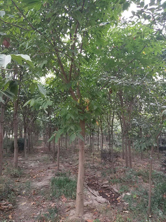 七叶树苗木价格多少钱一棵?七叶树种植方法和注意事项 七叶树苗木价格多少钱一棵?七叶树种植方法和注意事项