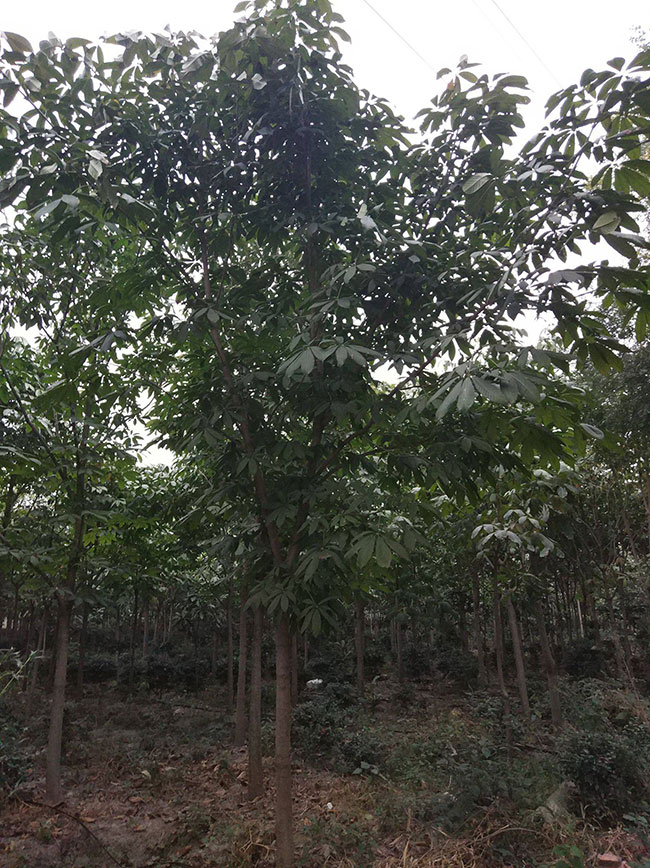 七叶树苗木价格多少钱一棵?七叶树种植方法和注意事项 七叶树苗木价格多少钱一棵?七叶树种植方法和注意事项