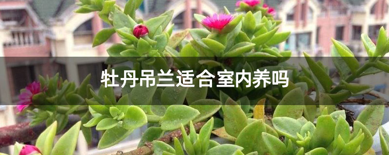牡丹吊兰适合室内养吗 牡丹吊兰适合室内养吗