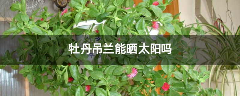 牡丹吊兰能晒太阳吗 牡丹吊兰能晒太阳吗