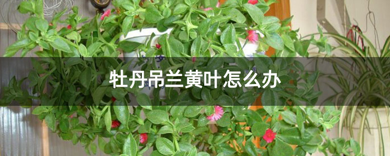 牡丹吊兰黄叶怎么办 牡丹吊兰黄叶怎么办