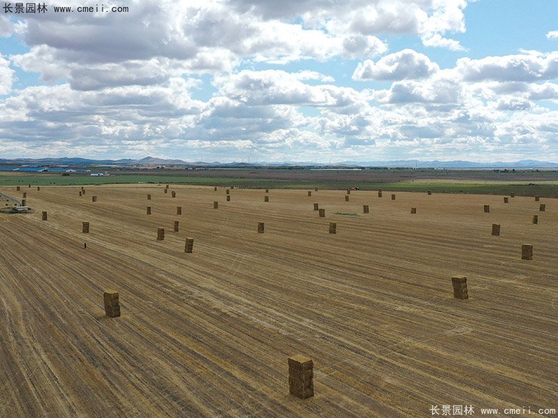 牧草大麦打捆存储青贮高产优质牧草大麦