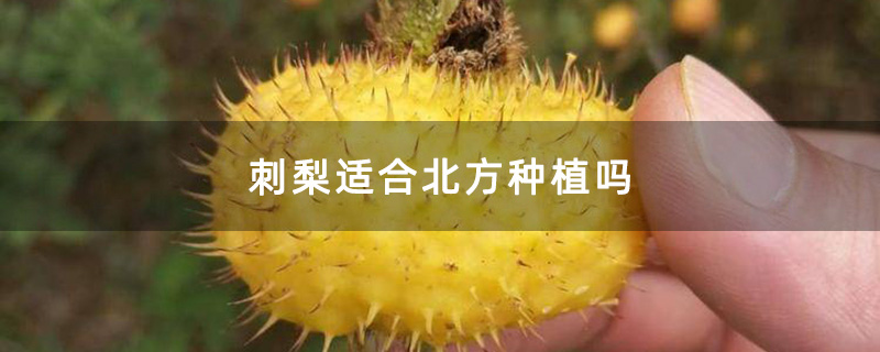 成熟的刺梨 成熟的刺梨